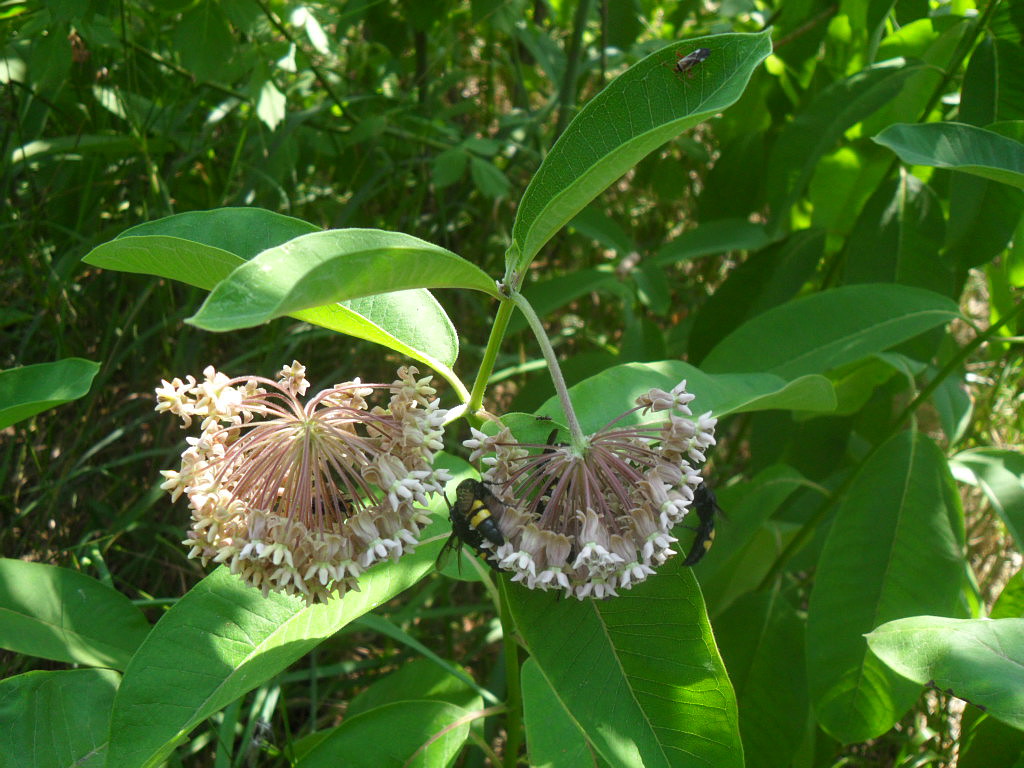 Изображение особи Asclepias syriaca.