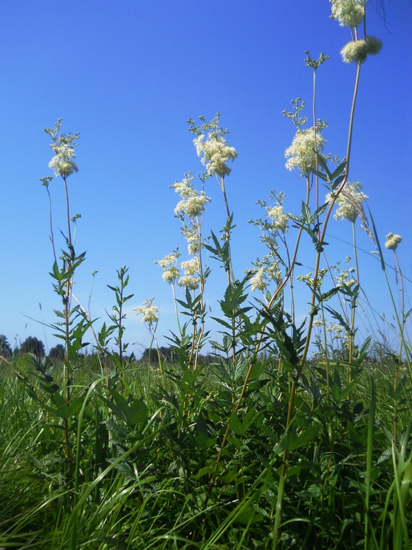 Image of Filipendula ulmaria specimen.