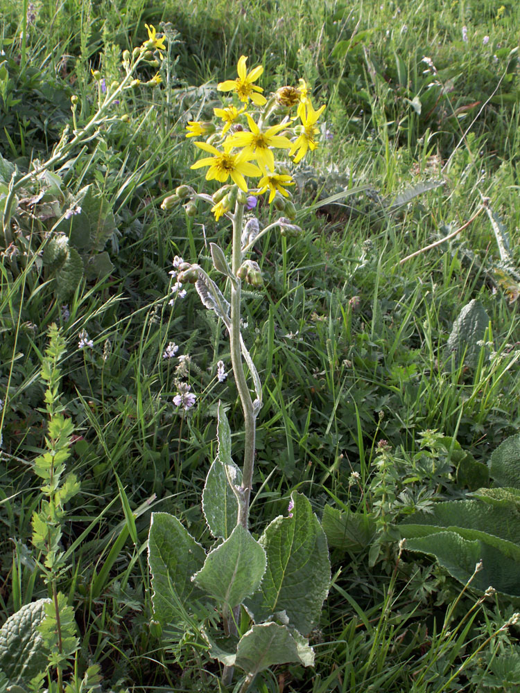 Изображение особи Ligularia narynensis.