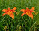 Hemerocallis fulva