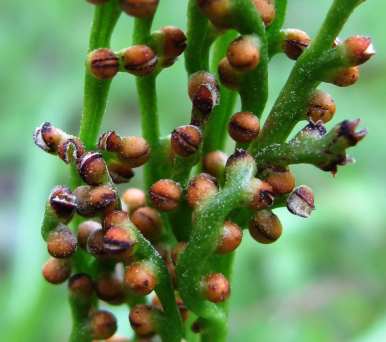 Image of Botrychium lanceolatum specimen.