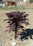 Amaranthus hypochondriacus