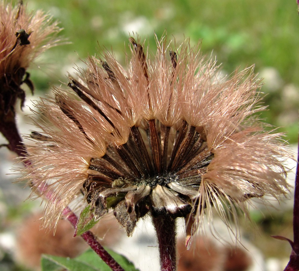 Image of Aster sibiricus specimen.
