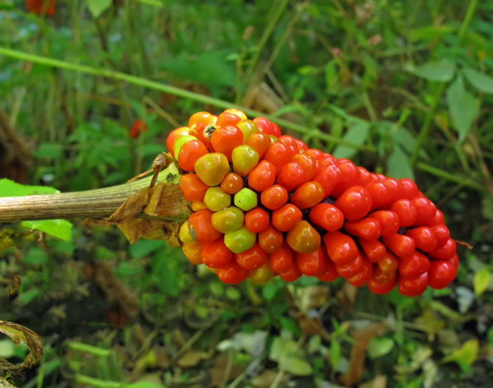 Изображение особи Arisaema peninsulae.