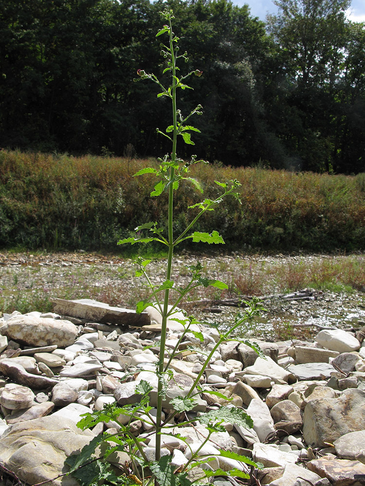 Image of Scrophularia scopolii specimen.