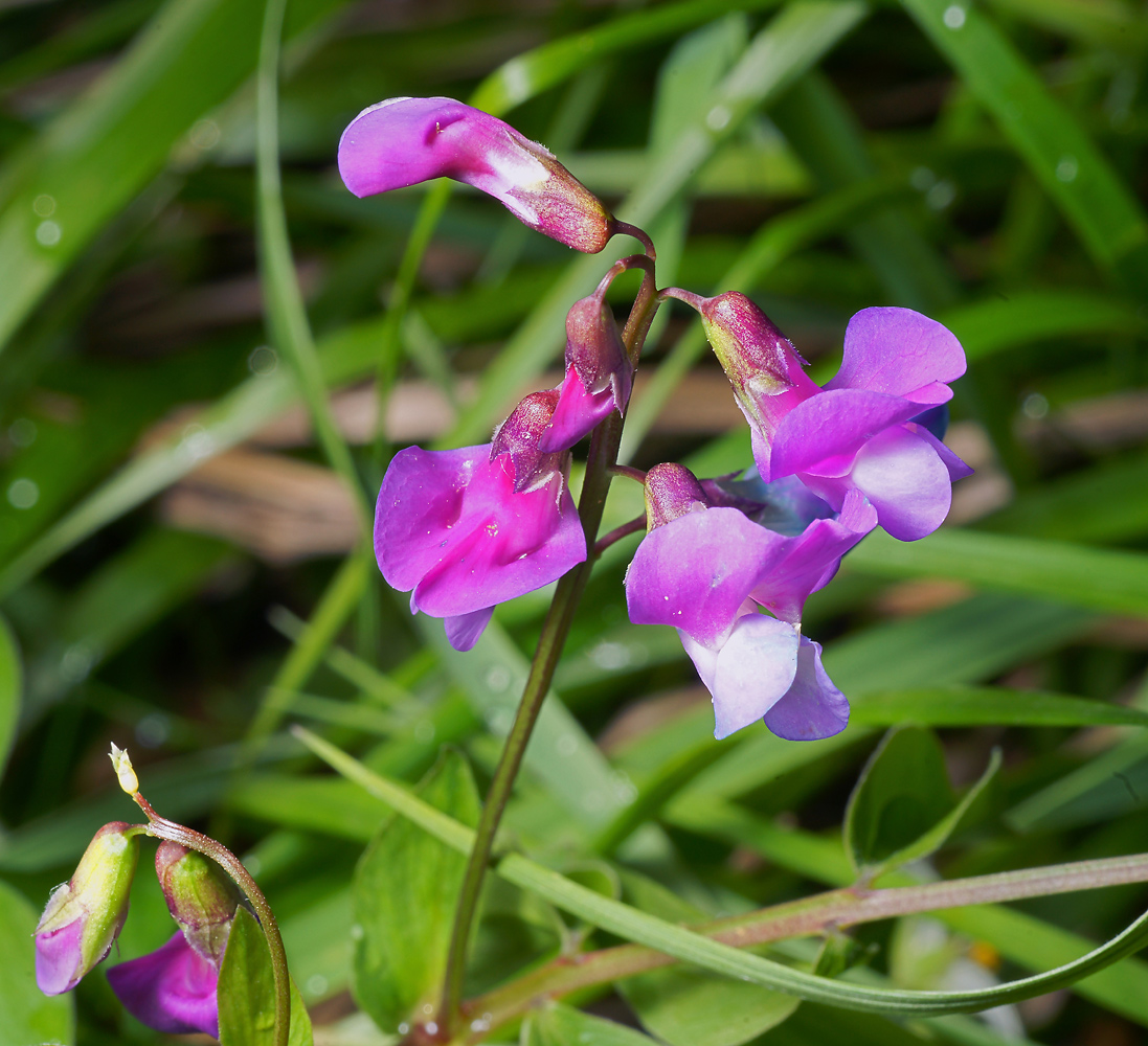 Изображение особи Lathyrus vernus.