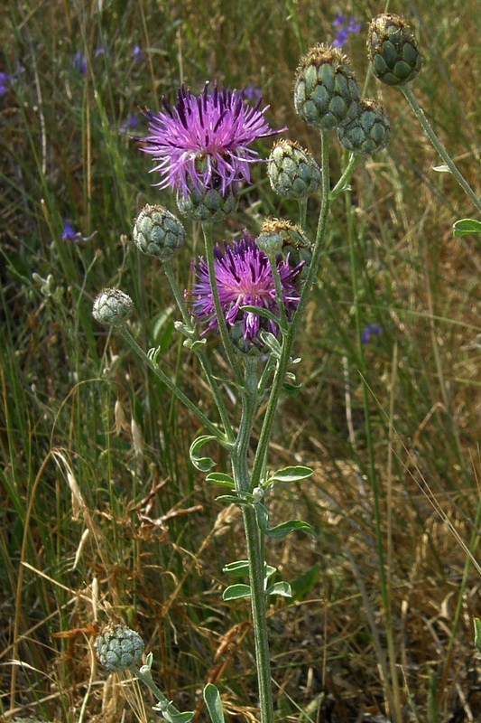 Изображение особи Centaurea apiculata.