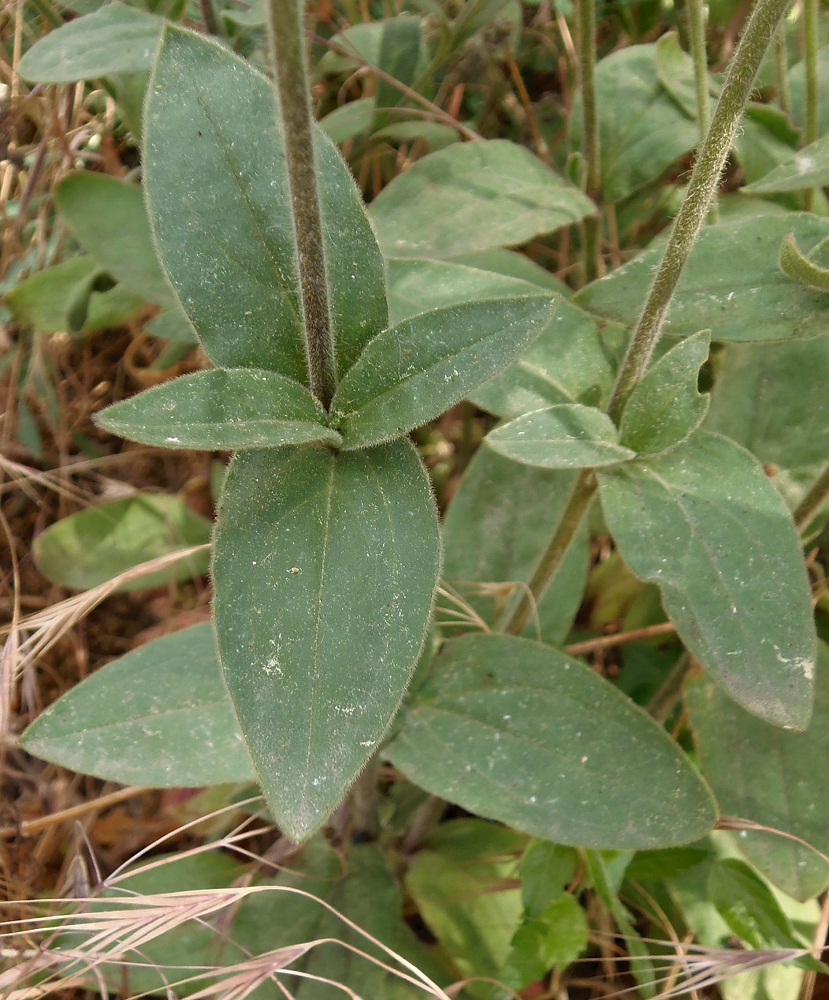 Image of Melandrium album specimen.