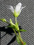 Cerastium variety meyerianum