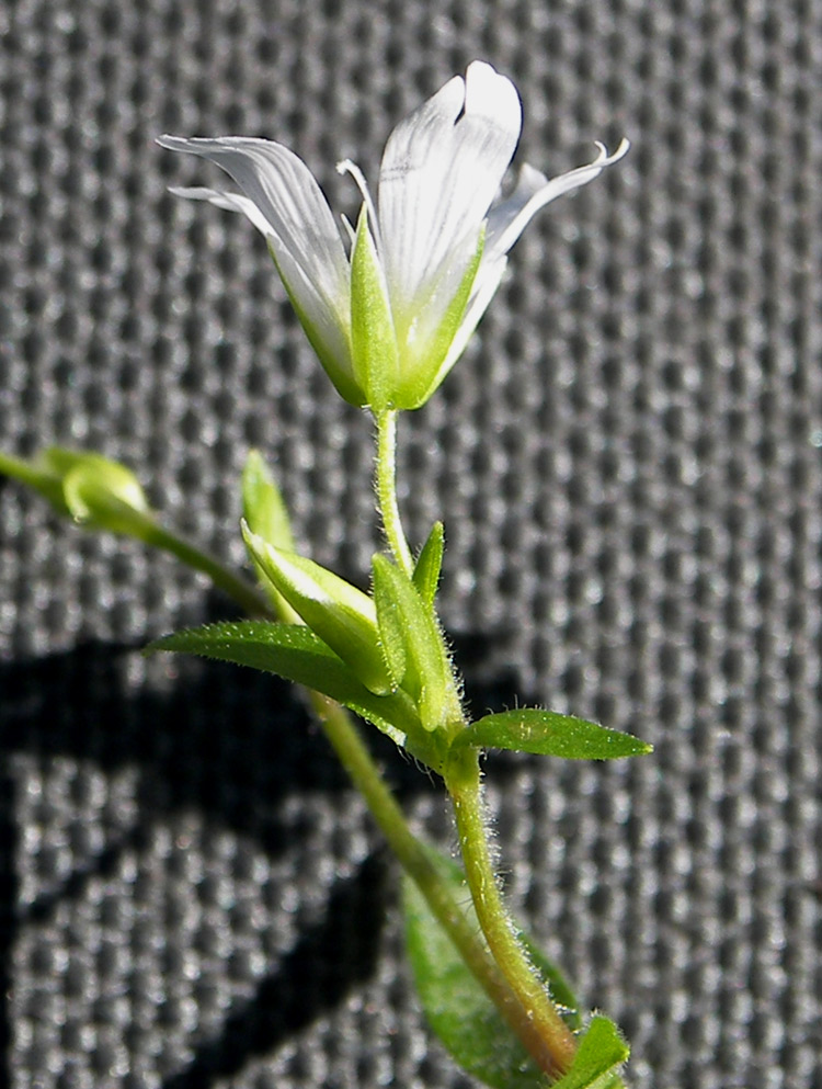 Изображение особи Cerastium holosteum var. meyerianum.