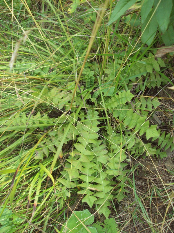 Image of Aposeris foetida specimen.