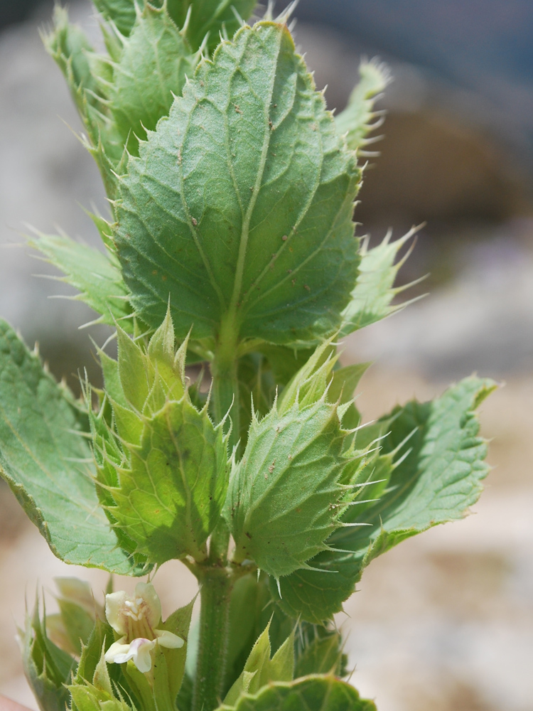 Изображение особи Dracocephalum spinulosum.