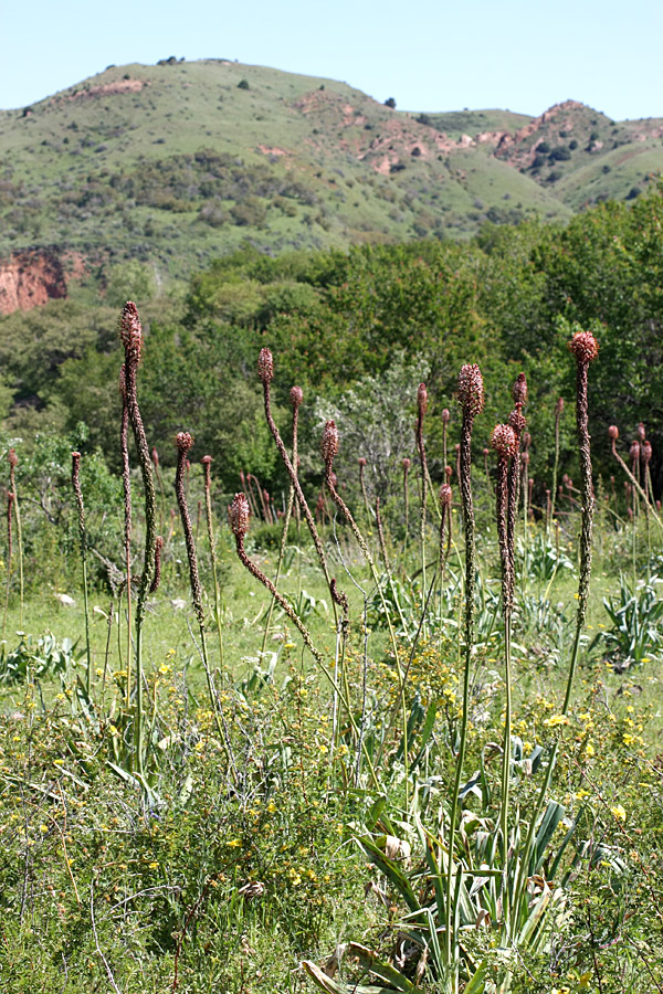 Изображение особи Eremurus regelii.