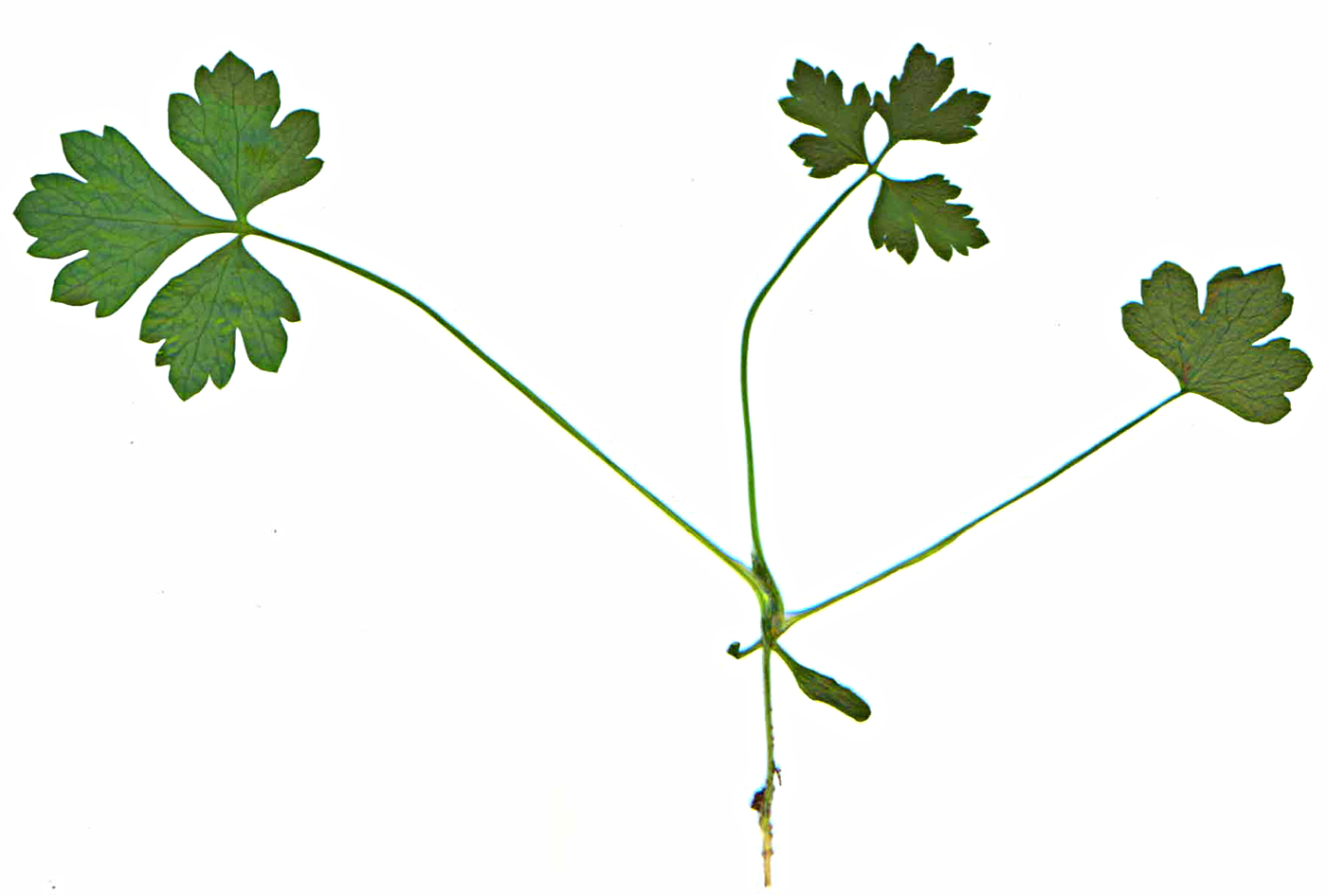 Image of Apium graveolens specimen.