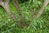 Carpinus japonica. Нижнии части стволов многоствольного растения. Германия, г. Дюссельдорф, Ботанический сад университета. 14.08.2013.