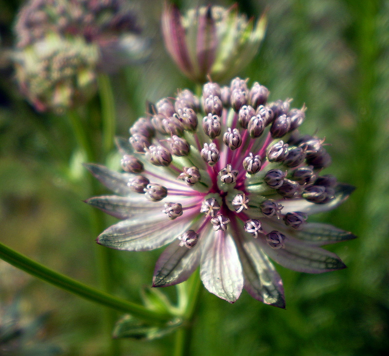 Image of Astrantia major specimen.