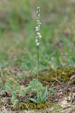 Spiranthes spiralis