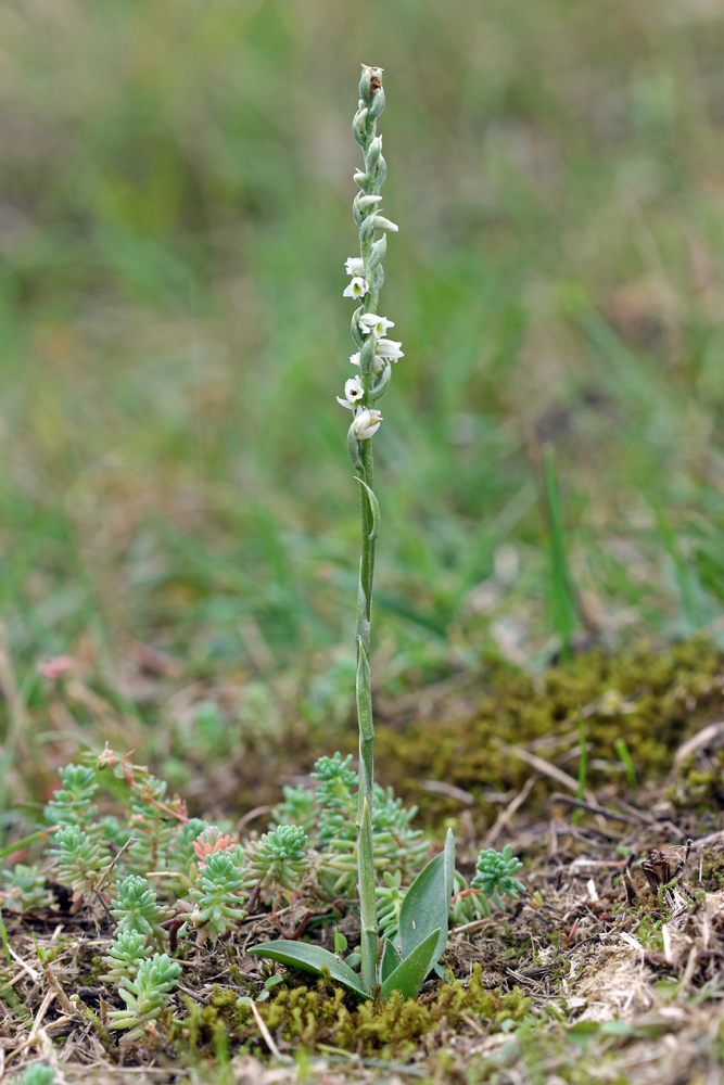 Image of Spiranthes spiralis specimen.