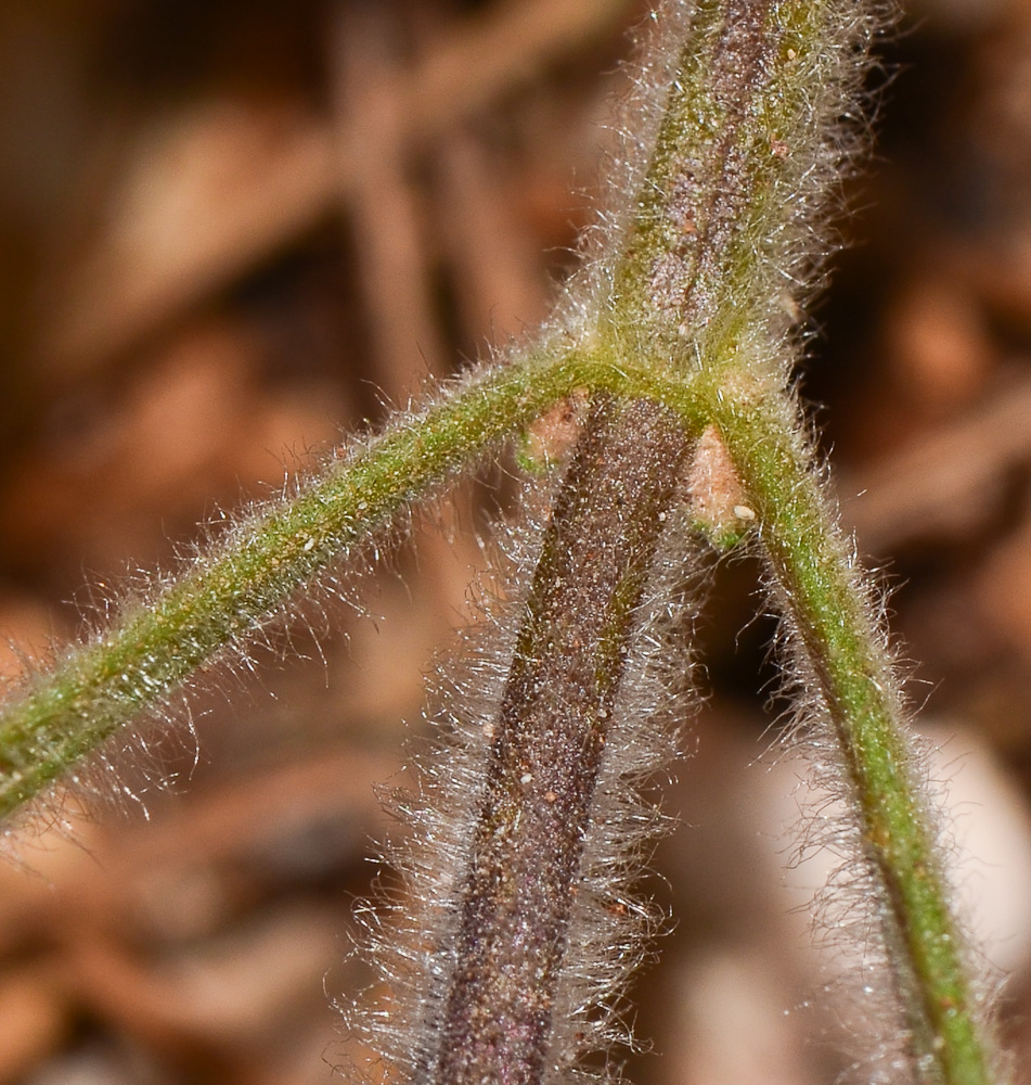 Изображение особи Ballota saxatilis.