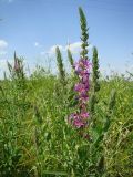 Lythrum salicaria