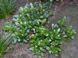 Skimmia repens. Цветущее растение. Германия, г. Duisburg, Ботанический сад. 20.09.2013.