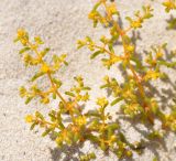 Tetraena simplex. Веточки с цветками. Сокотра, залив Шуаб, песчаный склон. 04.01.2014.