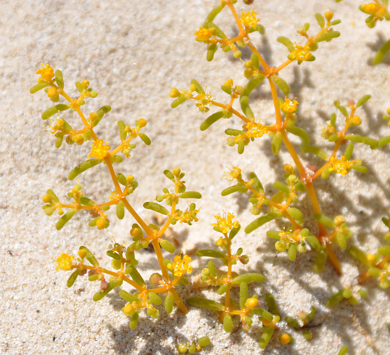 Image of Tetraena simplex specimen.