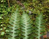 Polypodium sibiricum