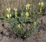 Linaria vulgaris. Цветущее растение. Ростовская обл., дельта Дона, Азовский р-н, окр. хутора Курган, остепнённый песчаный луг. 19.08.2013.