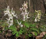 Corydalis caucasica. Цветущее растение. Краснодарский край, Новороссийский р-н, гора Рябкова, дубово-грабовый лес. 09.03.2014.