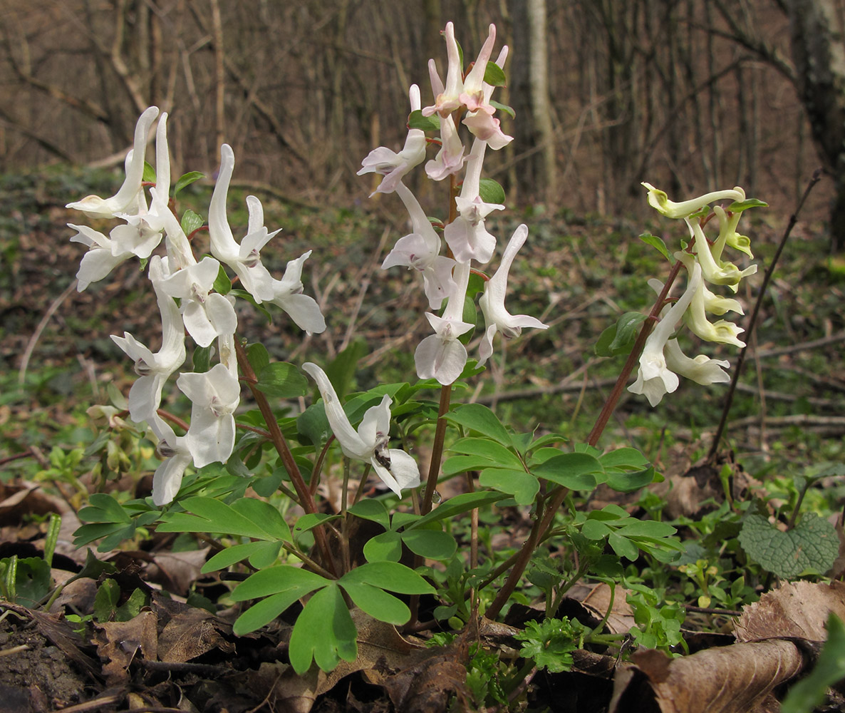 Изображение особи Corydalis caucasica.