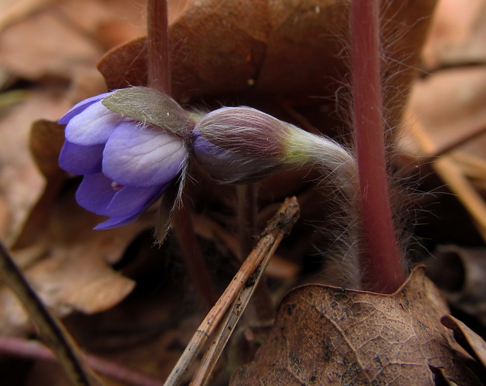 Изображение особи Hepatica nobilis.