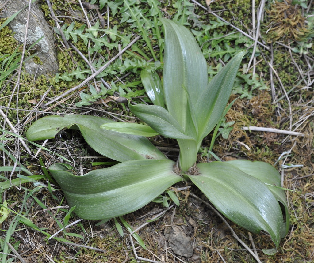 Image of Himantoglossum calcaratum ssp. rumelicum specimen.