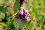 Lamium purpureum. Верхушка цветущего растения. Украина, Луганская обл., окр. пос. Зелёная Роща, поляна недалеко от р. Северский Донец. 05.04.2014.