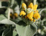 Phlomis fruticosa