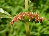 Pilea mongolica. Соцветие. Владивосток, Ботанический сад-институт ДВО РАН. 05.09.2013.