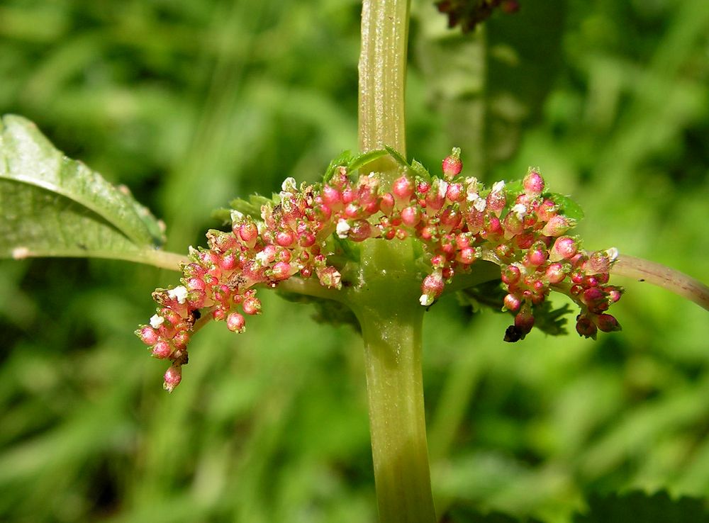 Image of Pilea mongolica specimen.