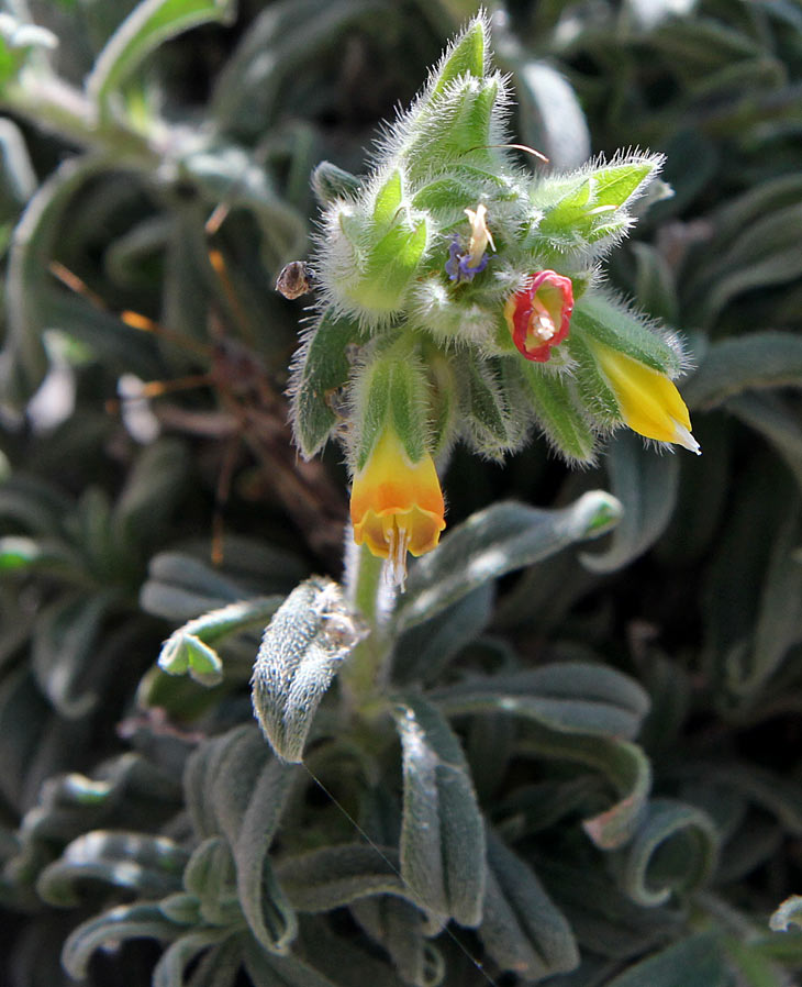 Image of Onosma frutescens specimen.