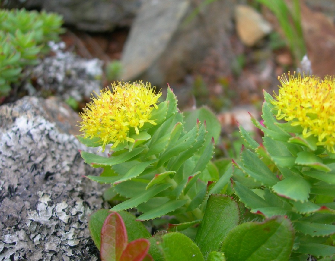 Изображение особи Rhodiola rosea.