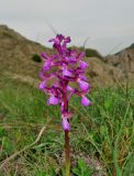 Anacamptis morio subspecies caucasica. Соцветие. Крым, Карадагский заповедник, хребет Беш-Таш. 24 апреля 2014 г.