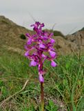 Anacamptis morio ssp. caucasica