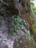 Campanula armena. Вегетирующее растение с остатками прошлогодних сухих соплодий. Азербайджан, Лерикский р-н, окр. Лерика. 03.05.2014.