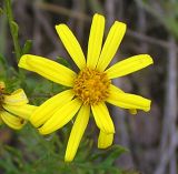 Senecio argunensis