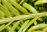 Torreya nucifera. Средняя часть молодого побега с основаниями хвоинок. Германия, г. Дюссельдорф, Ботанический сад университета. 04.05.2014.