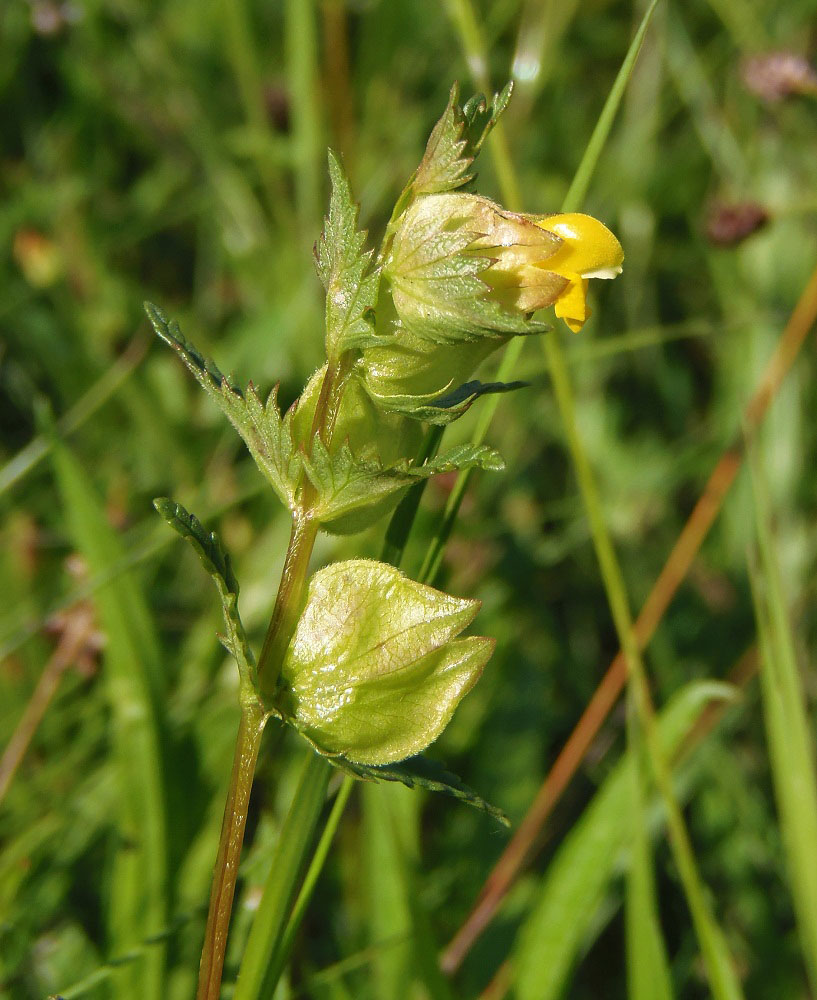 Изображение особи Rhinanthus minor.