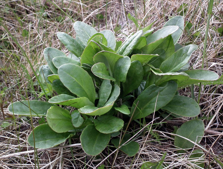 Image of Tephroseris integrifolia specimen.