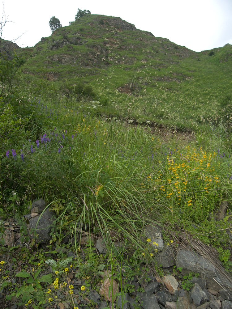 Image of Festuca sclerophylla specimen.