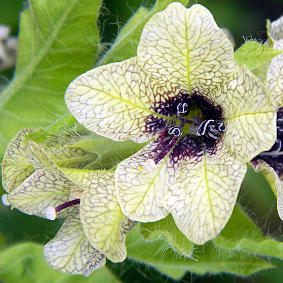 Изображение особи Hyoscyamus niger.