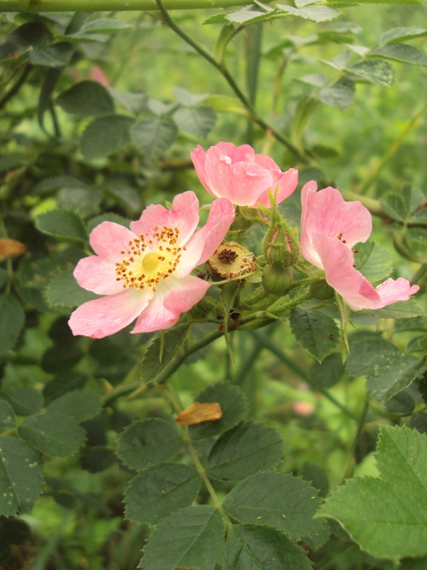 Image of Rosa rubiginosa specimen.