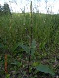 Verbascum nigrum